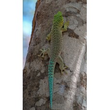 Gecko diurno de Standing - Phelsuma standingi           